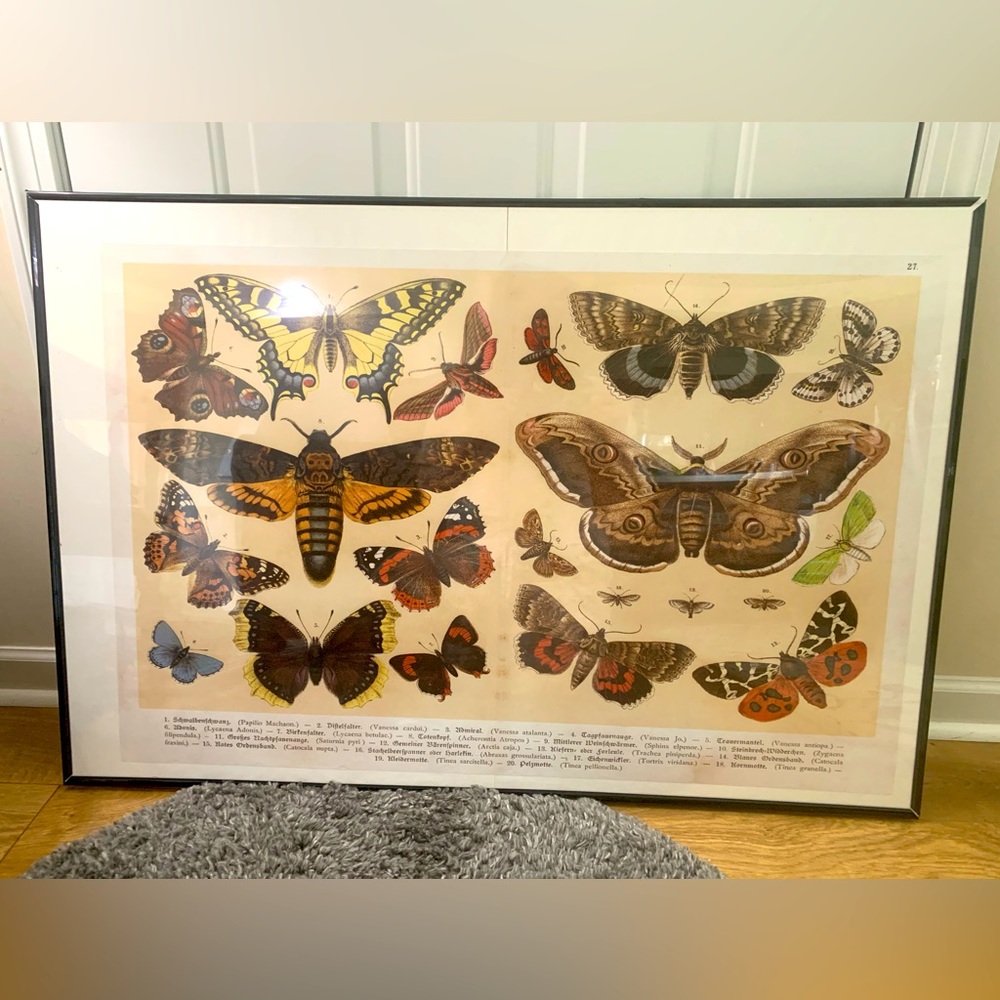 Vintage style butterfly species poster